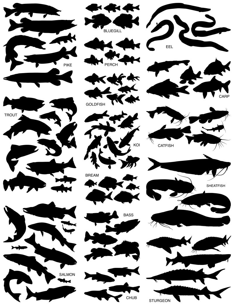 矢量的海洋动物轮廓