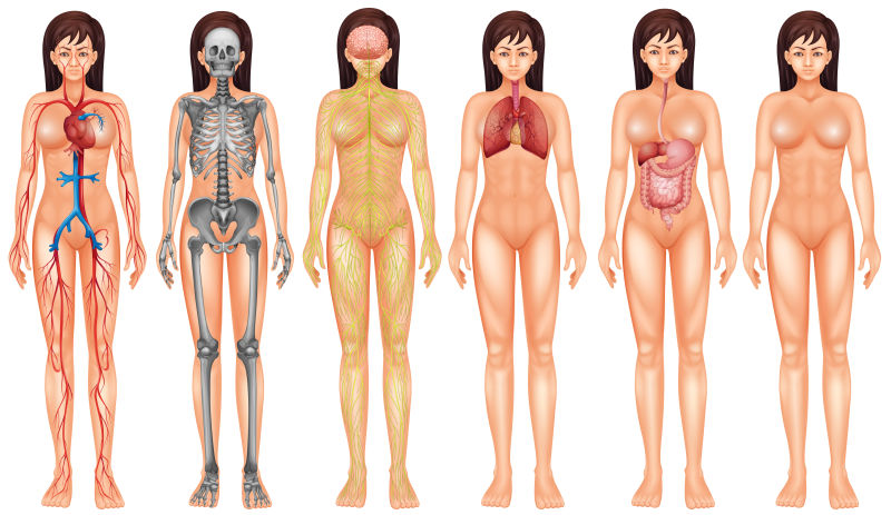 矢量女性人体内部系统的插图