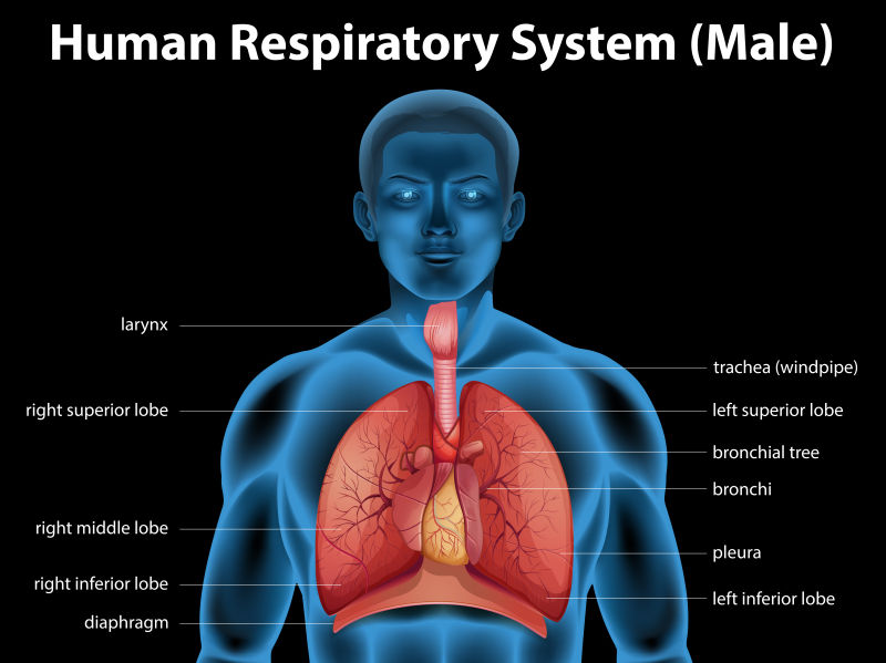 创意人体呼吸系统的矢量插图