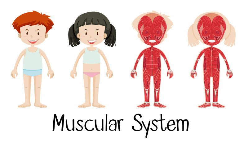 抽象矢量男孩女孩的肌肉系统