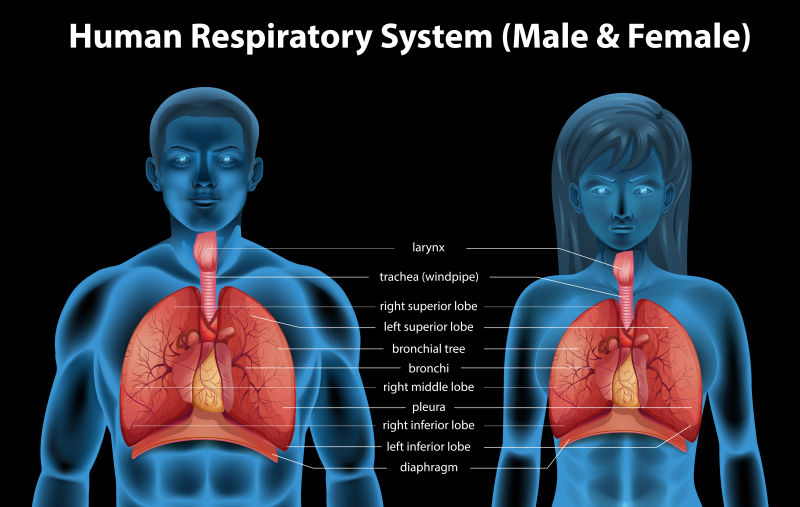矢量人体呼吸系统插图