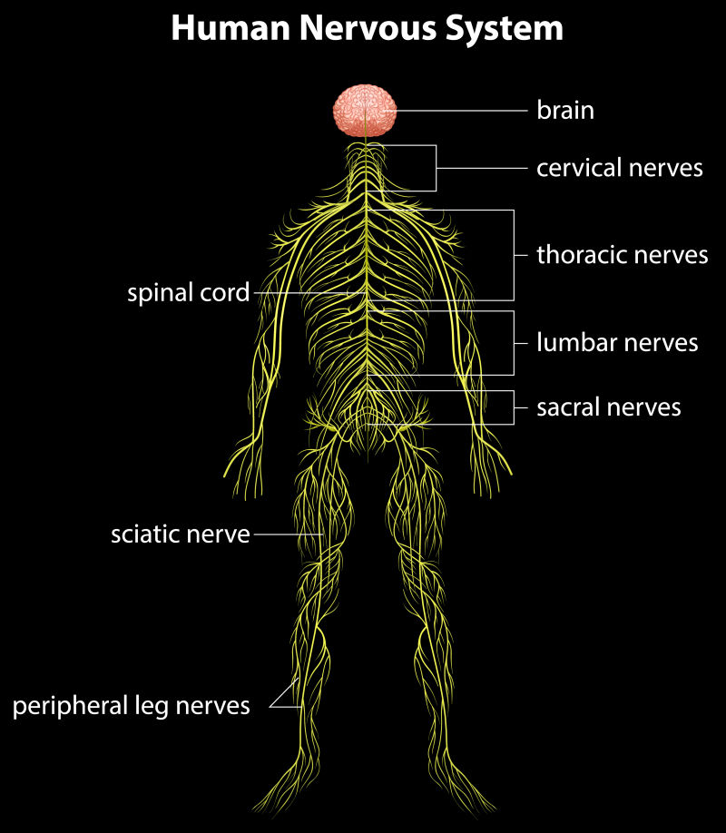 矢量人类神经系统图解