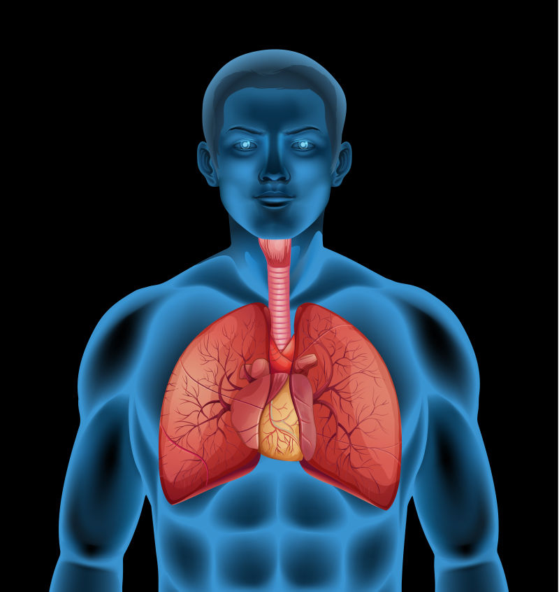 创意矢量人体呼吸器官的图示插图