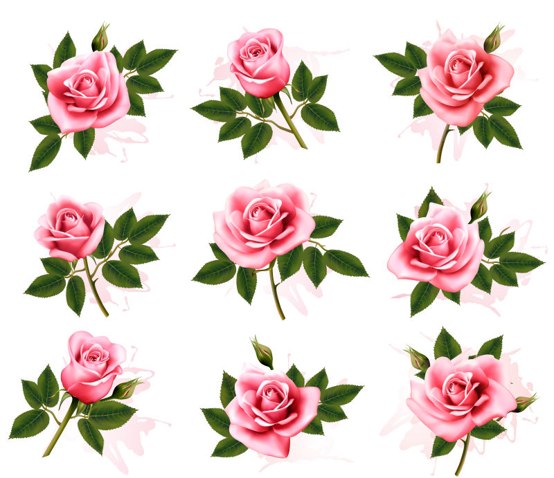 矢量的粉色玫瑰插图设计