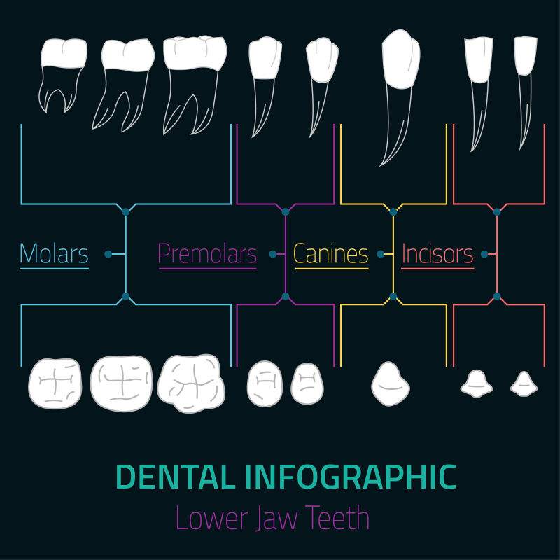 矢量牙齿信息的平面插图