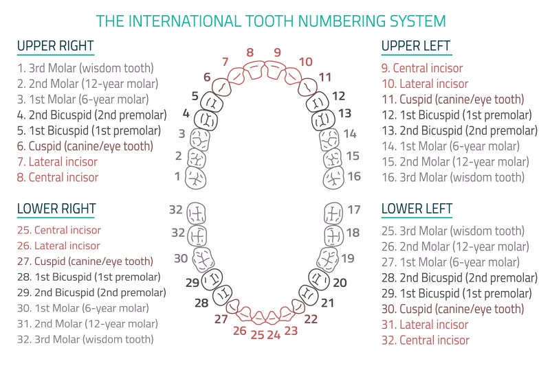 创意矢量详细牙齿信息的平面插图