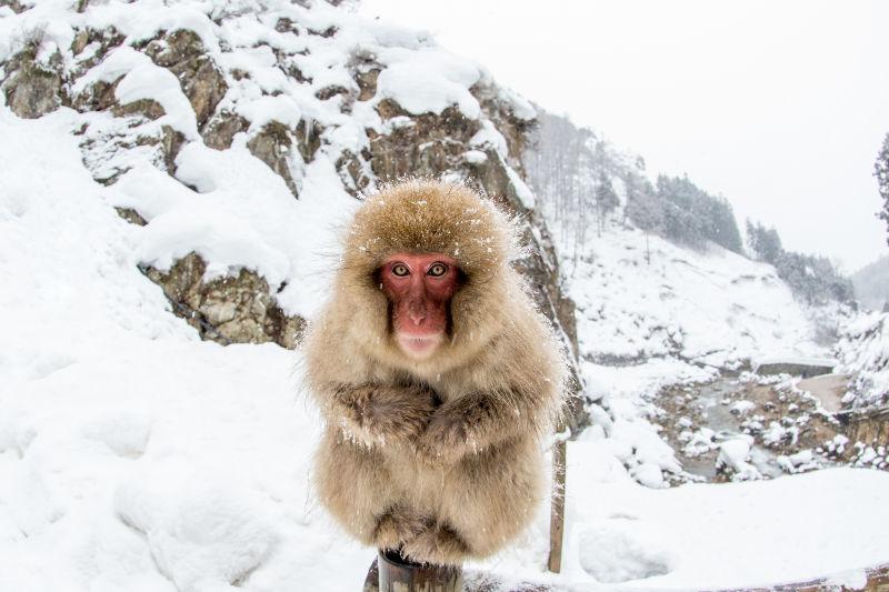 日本冬季雪猴