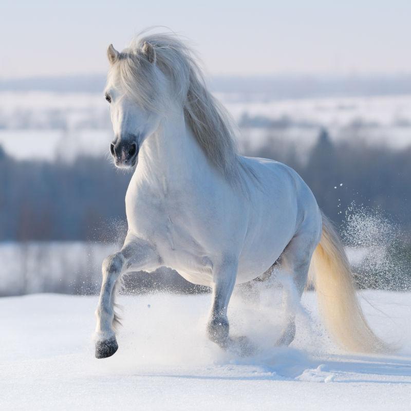小马在雪山上奔驰