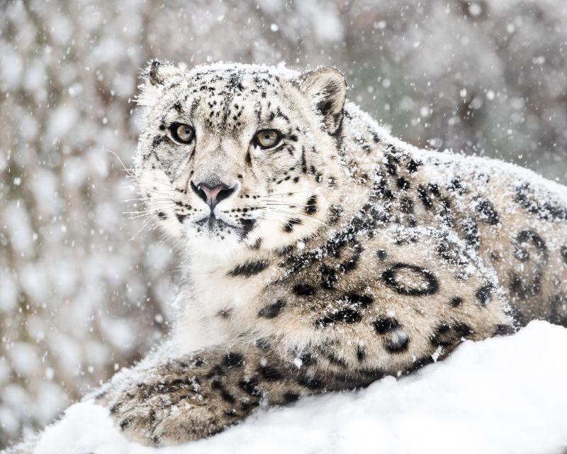 雪地里的雪豹