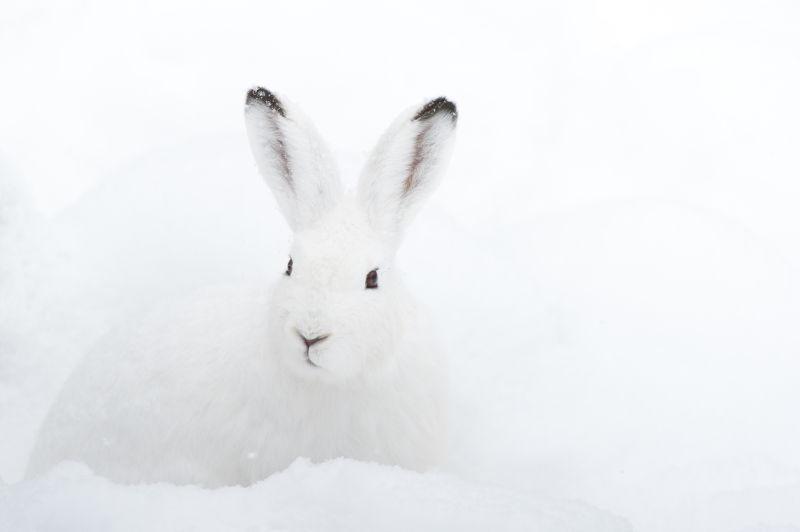 雪地里的雪白兔