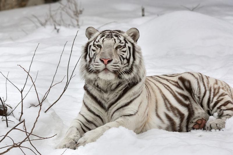 雪地里的平静地躺着的一只白孟加拉虎
