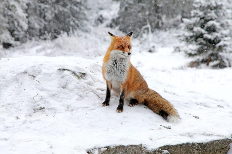 雪地里的可爱小狐狸