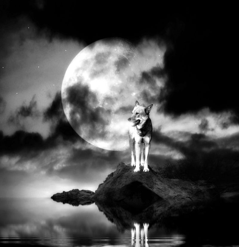 月圆下的野狼
