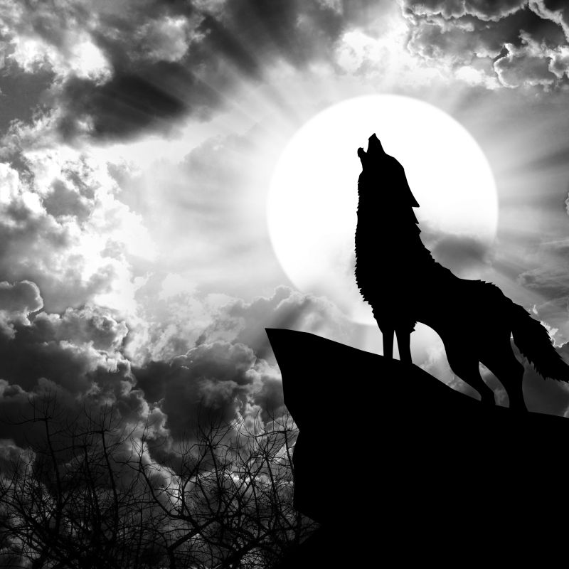 月圆咆哮的狼