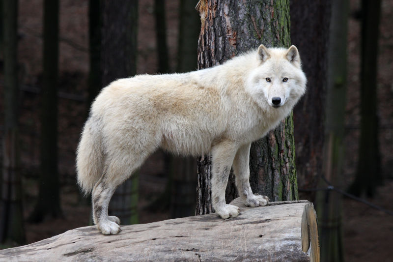 站在木桩上的白色狼