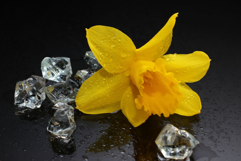 冰块和黄色花朵