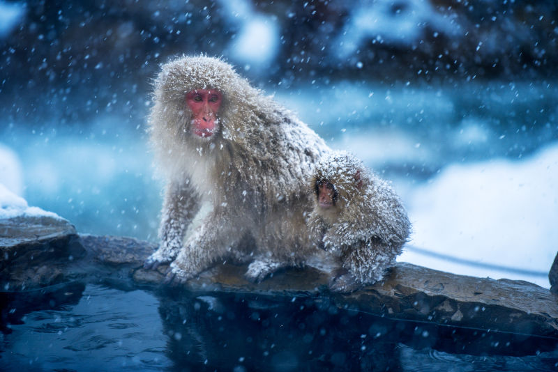 日本雪猴