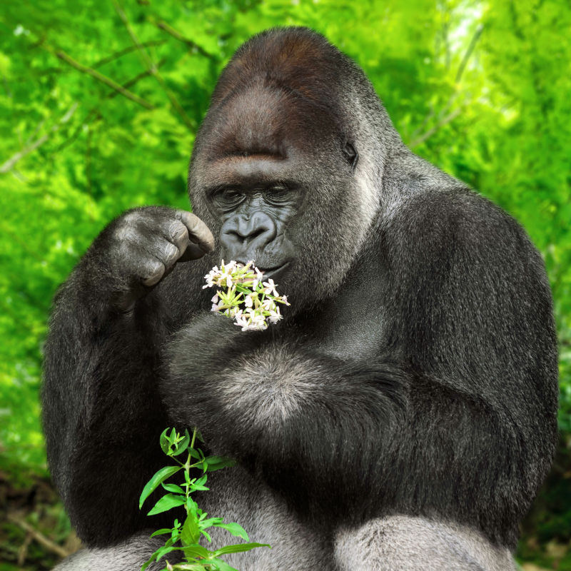 大猩猩拿着小花