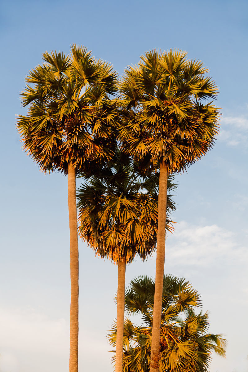 高挑的棕榈树