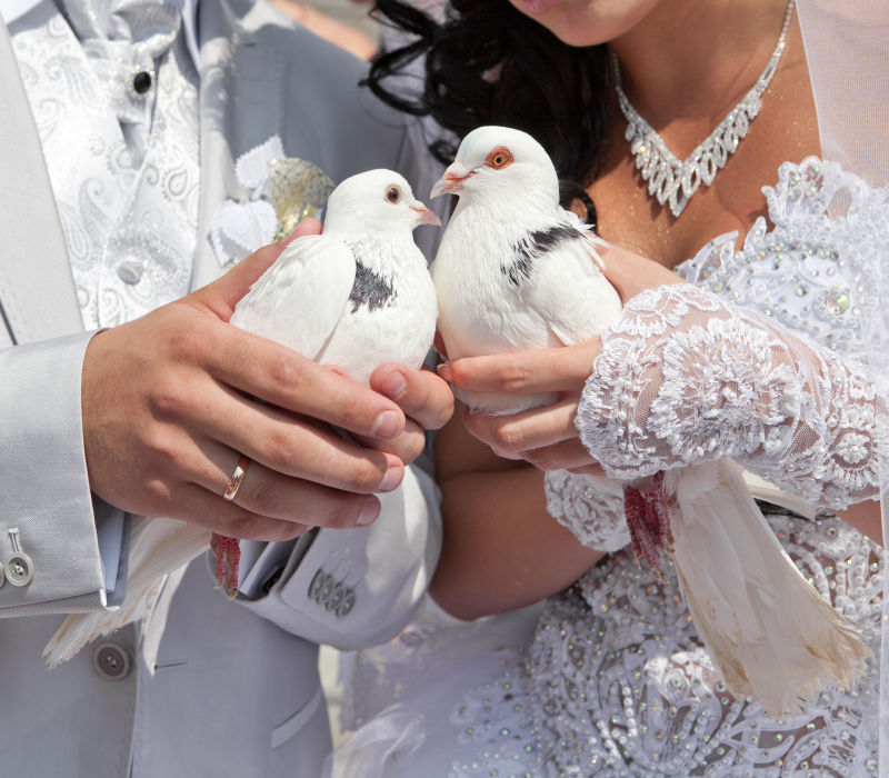 新郎新娘新婚鸽