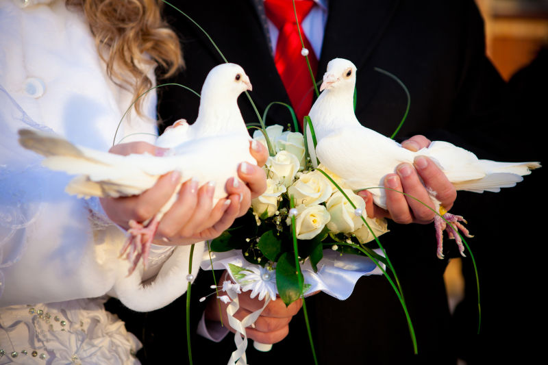 新郎新娘手上的鸽子