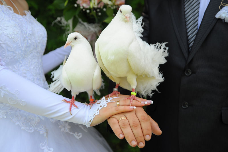 婚礼鸽子