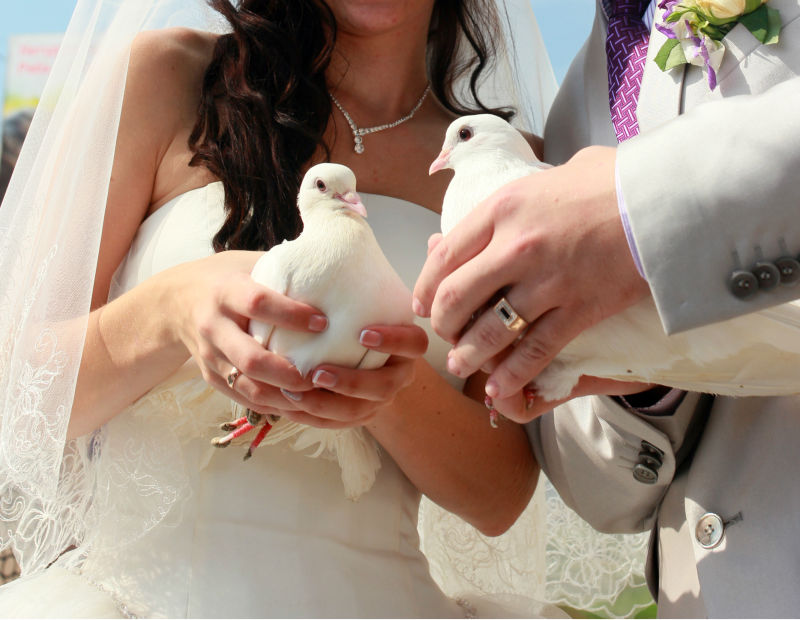婚礼上的两只白鸽