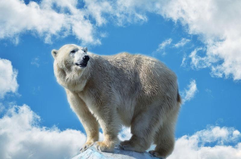蓝天下的北极熊