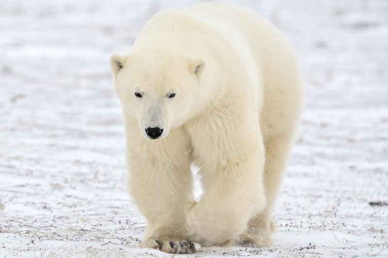 北极熊在冻土上行走