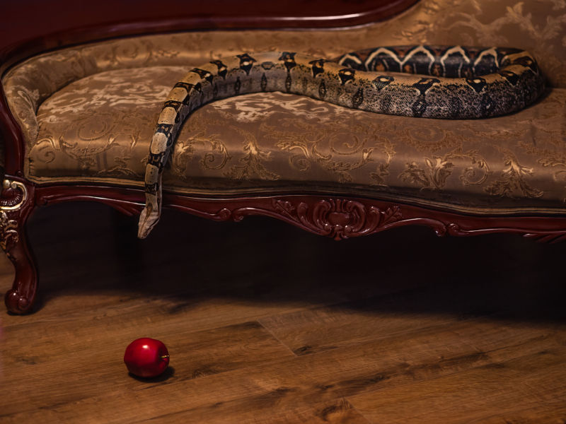 沙发上的蟒蛇