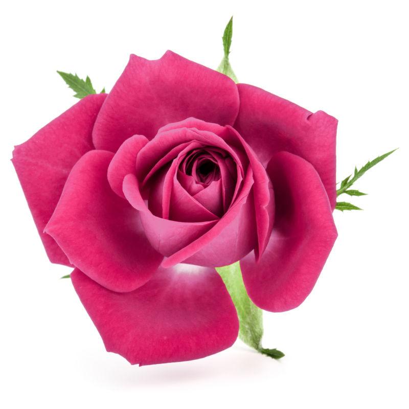 美丽的紫红色玫瑰