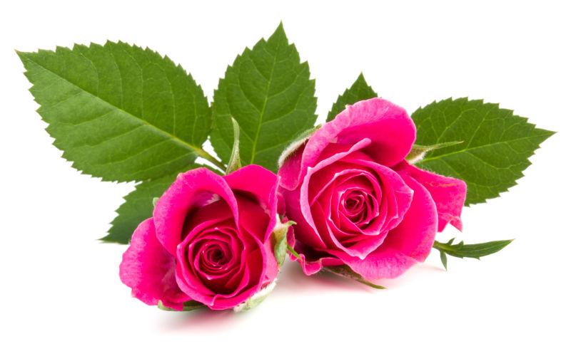两朵粉红色玫瑰花