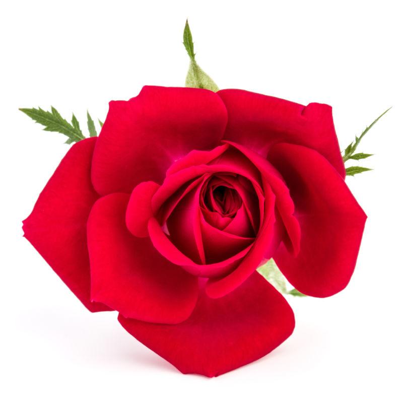 娇艳的红色玫瑰花