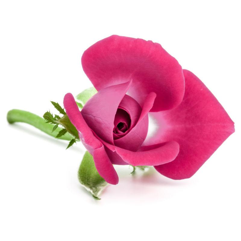 一朵鲜艳的粉色玫瑰花