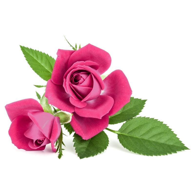 带着绿叶的粉色玫瑰花
