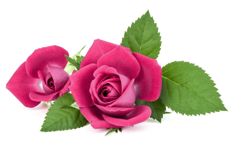 一束娇艳的粉色玫瑰花