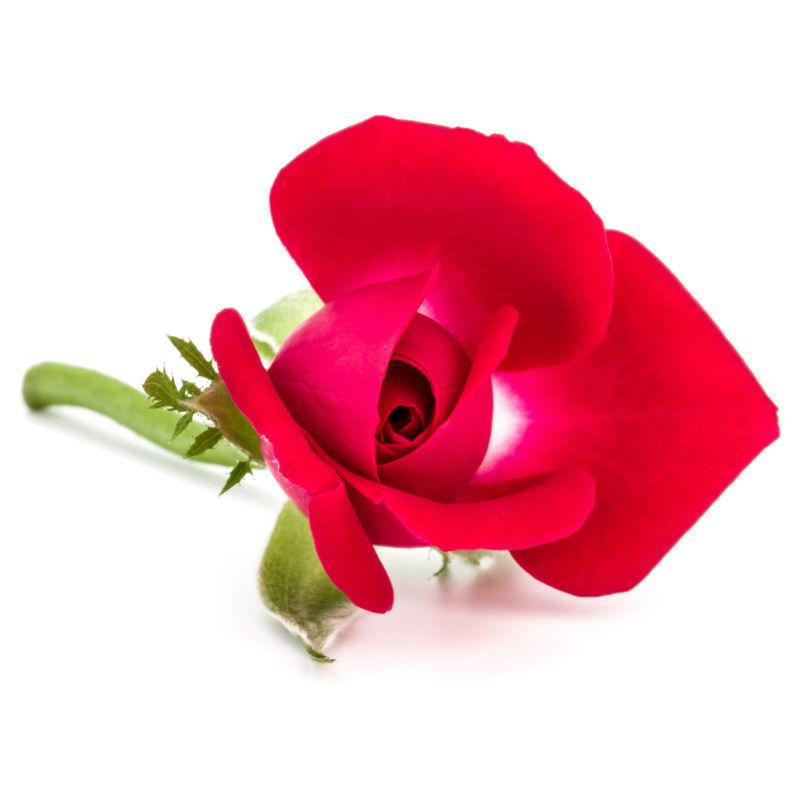 白色背景上的一朵美丽的红色玫瑰