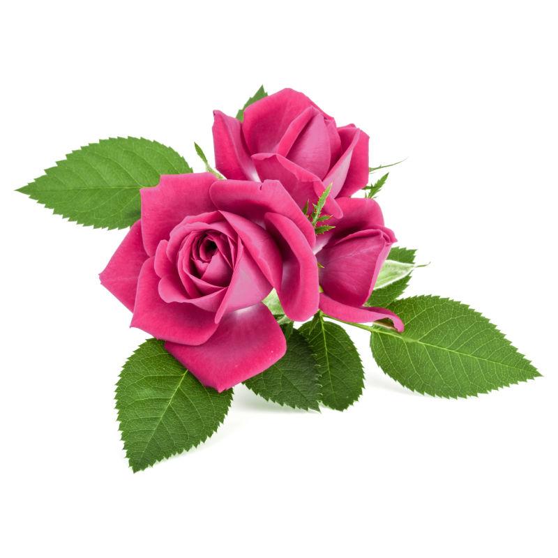 一朵带着绿叶的粉色玫瑰花