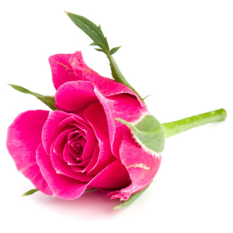 一朵鲜艳的玫瑰花
