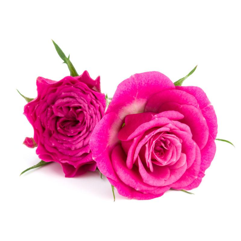 白色背景是的两朵粉色玫瑰花