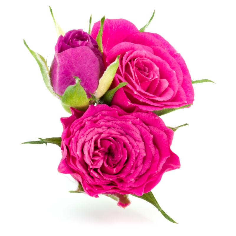 三朵美丽的粉色玫瑰