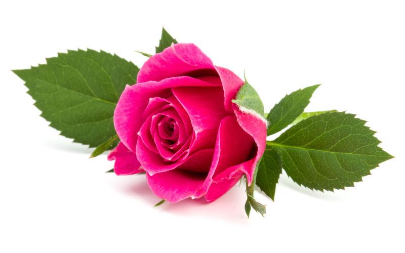 一朵带着绿叶的粉色玫瑰