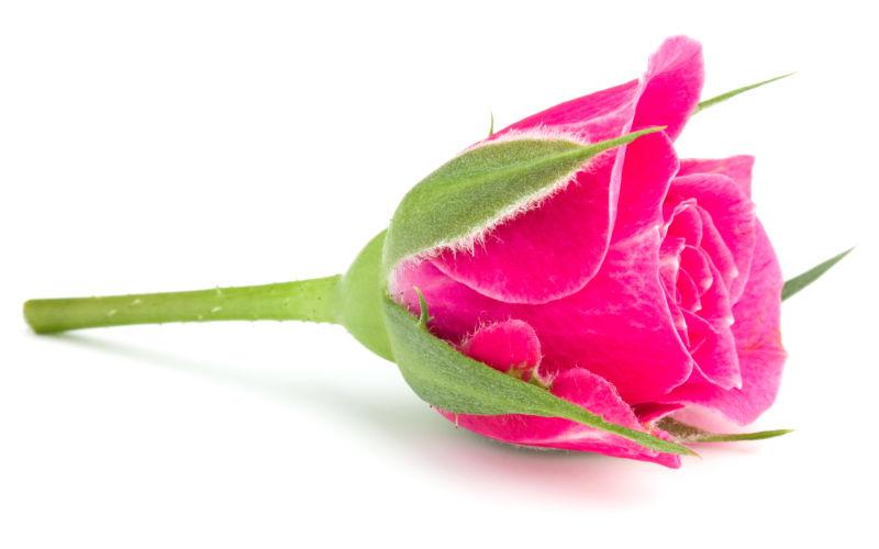 一朵鲜艳的粉色玫瑰
