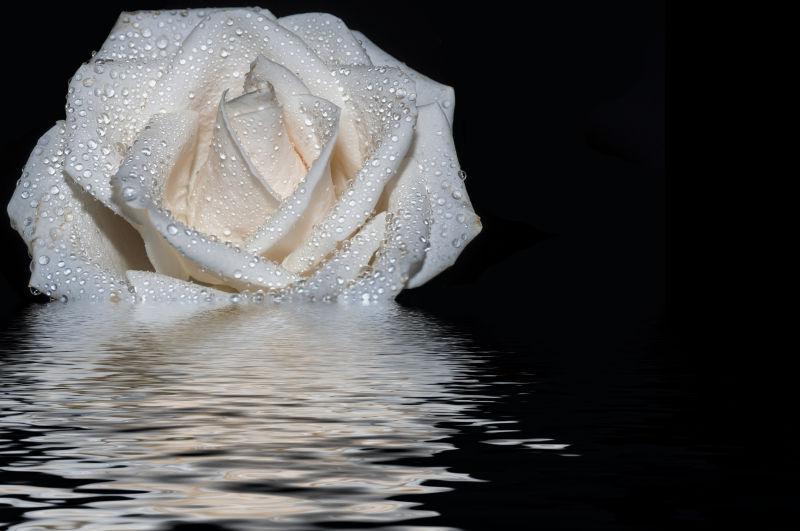 白玫瑰水反射