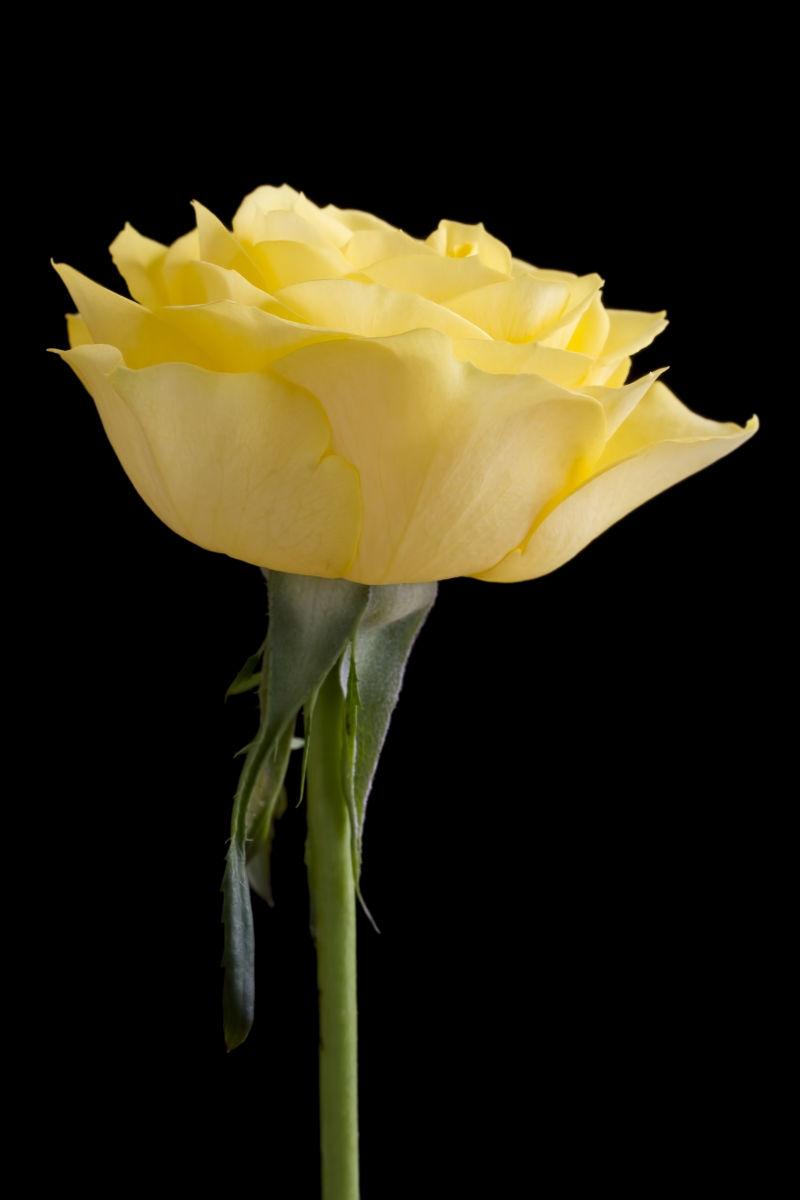 黑色背景下美丽的黄玫瑰