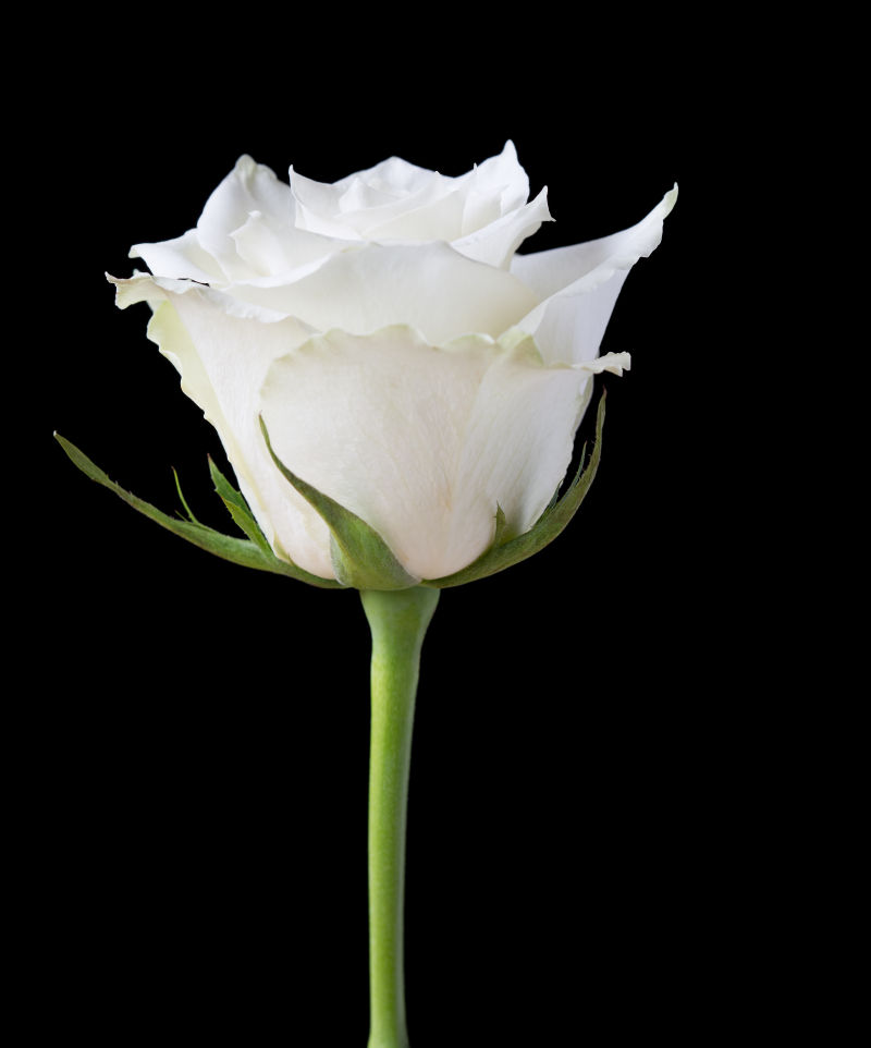 黑色背景下的白玫瑰花