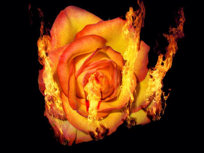 火中燃烧的玫瑰
