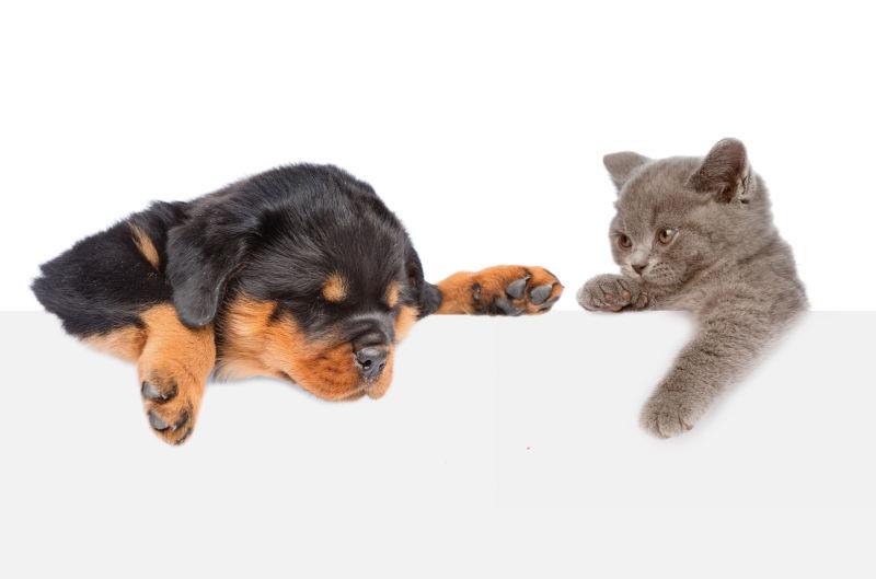 猫和狗趴在空板上