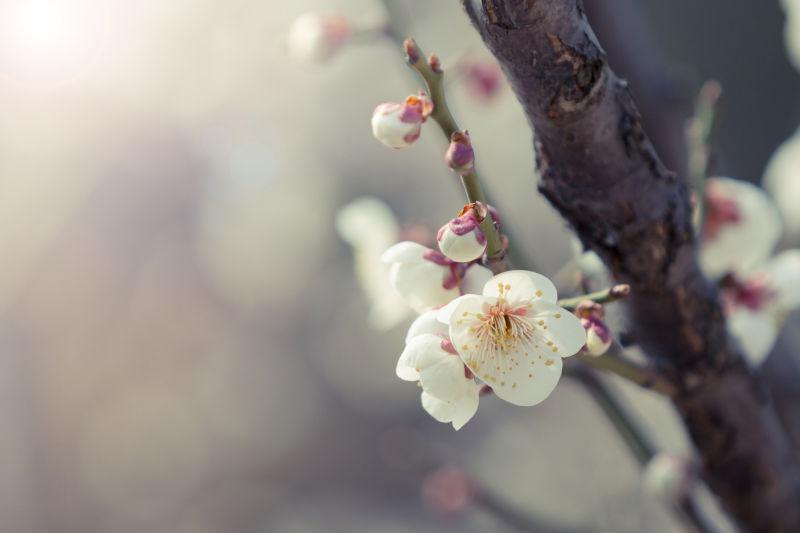 春天树上的樱花