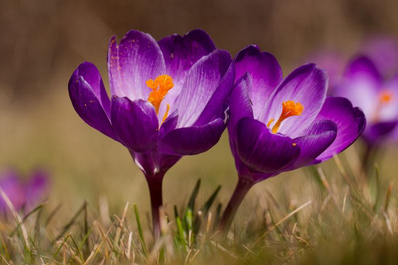 春天美丽的紫色水仙花的特写